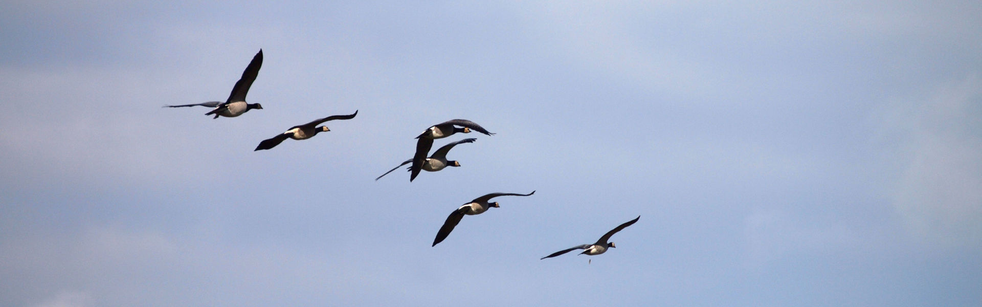 Nonnengänse im Flug